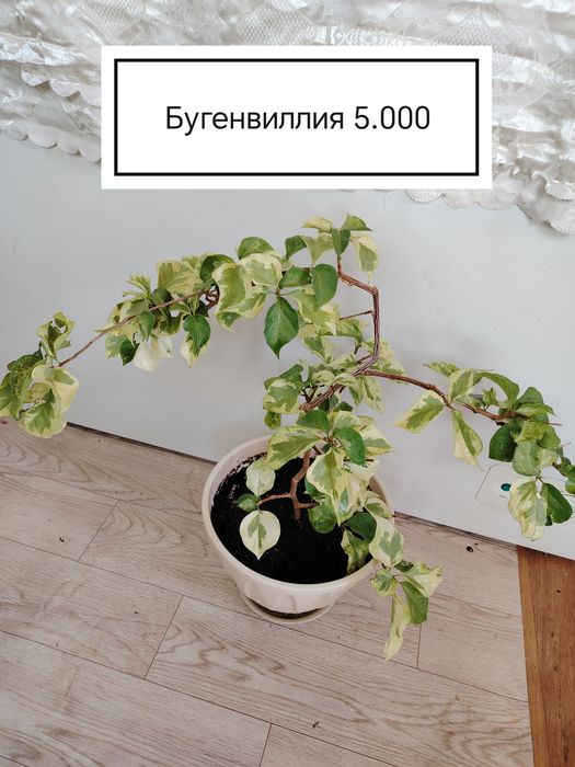 Продаются домашние цветы