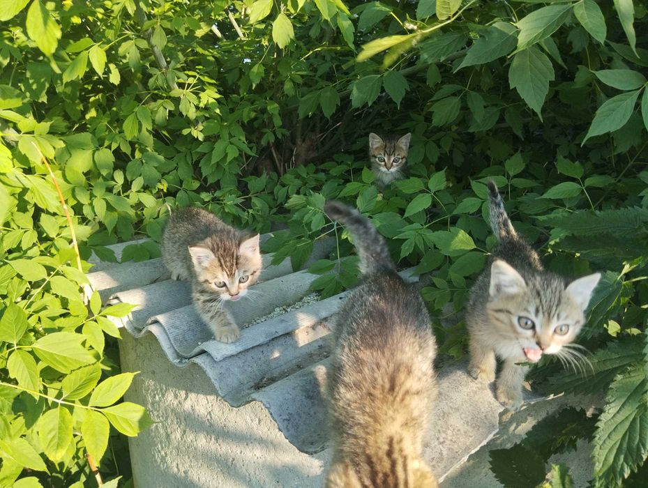 Котята в добрые руки