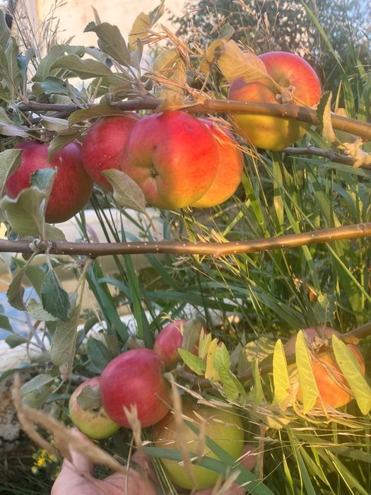 Дачу продам  Дачу