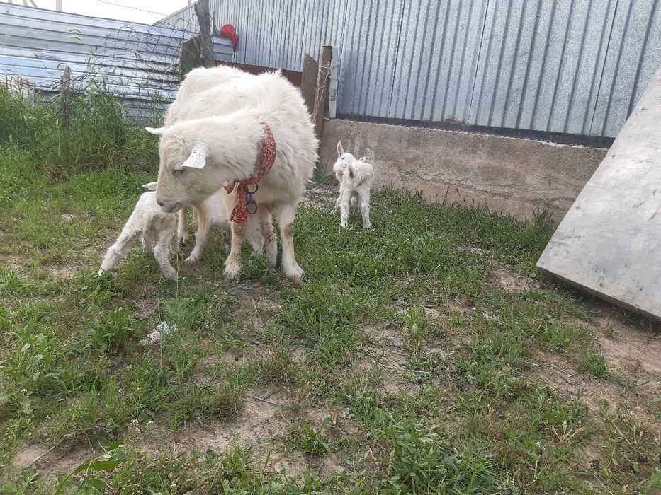 Заанен орыс ешкі