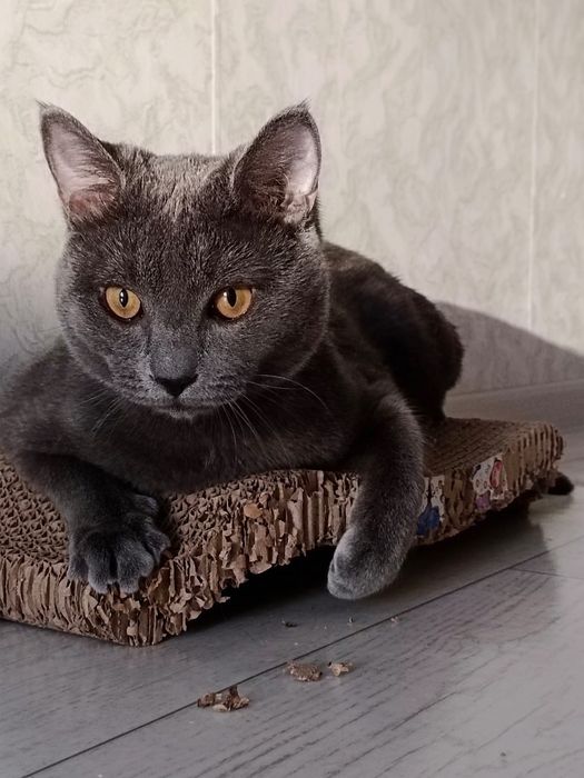 Отдам серого котика