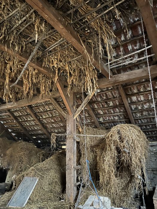 Stejar vechi de vanzare