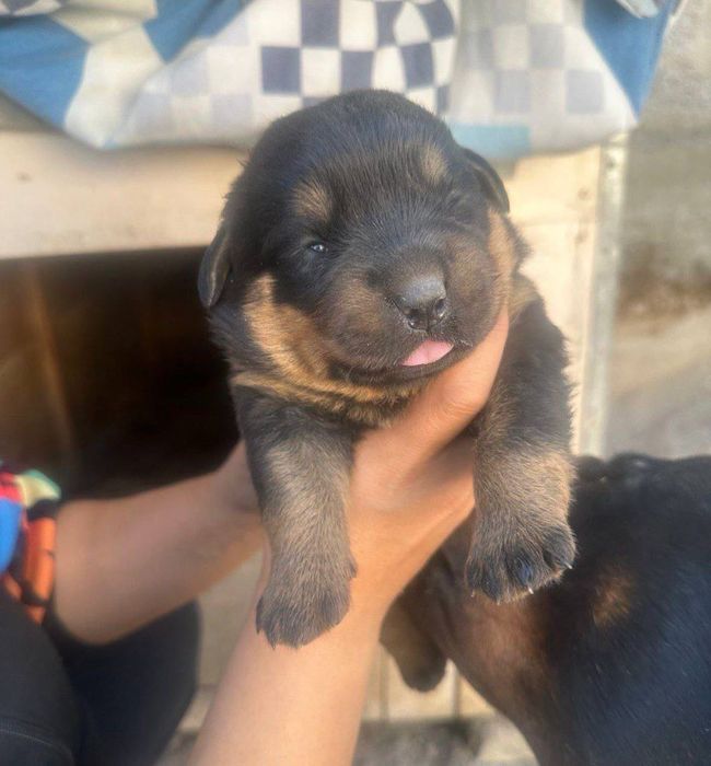 Продаются щенки ротвейлера, породистые