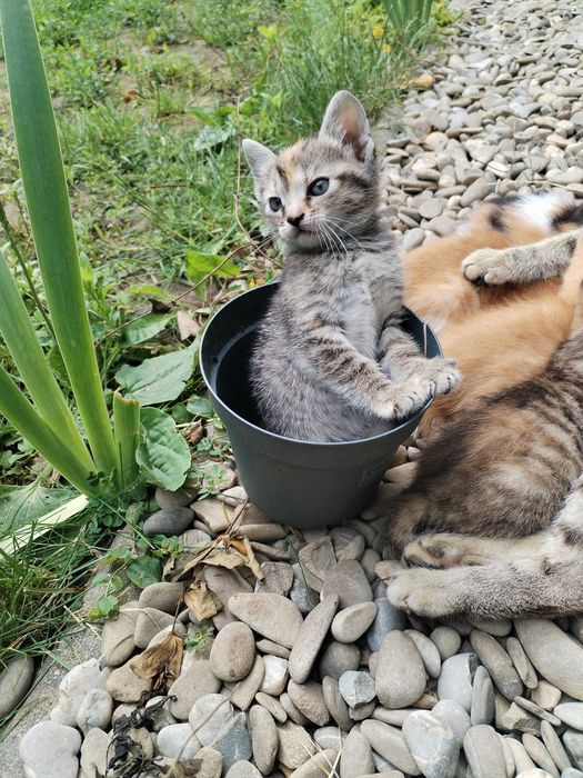 Donez pui de pisica cuminti si foarte frumosi
