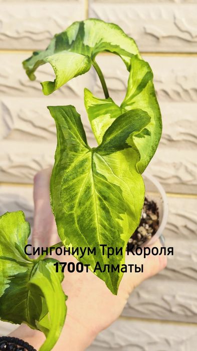 Комнатные растения