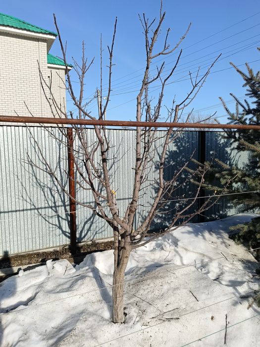 Обрезка плодовых деревьев