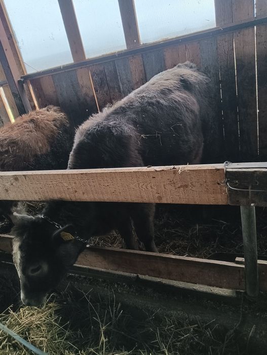 Vând doi viței. vițea metiș de angus cu bălțată și un vițel de bălțată