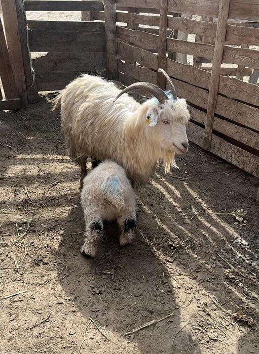 Лақты ешкілер сатылады