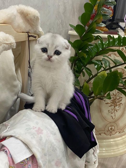 Шотландские шиншиллы