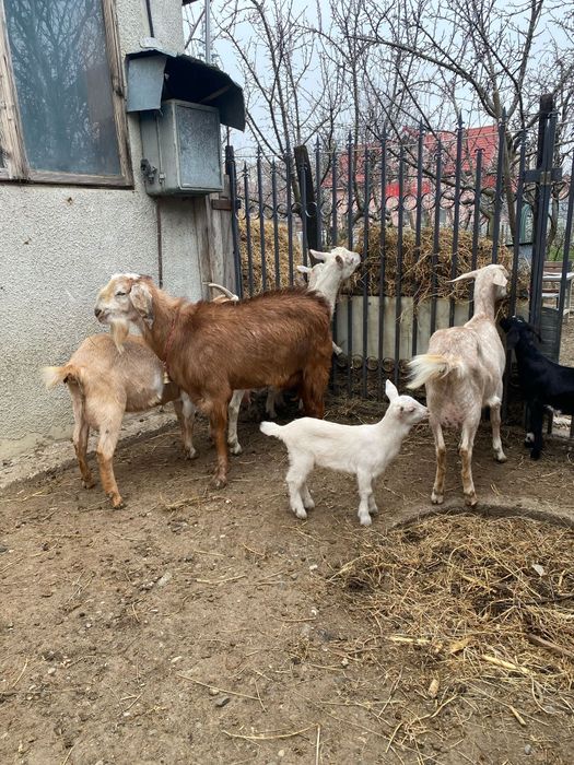 Capre sannen anglonubian