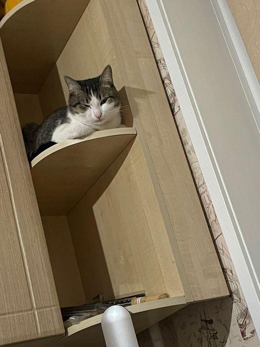 Отдам кота в хорошие руки
