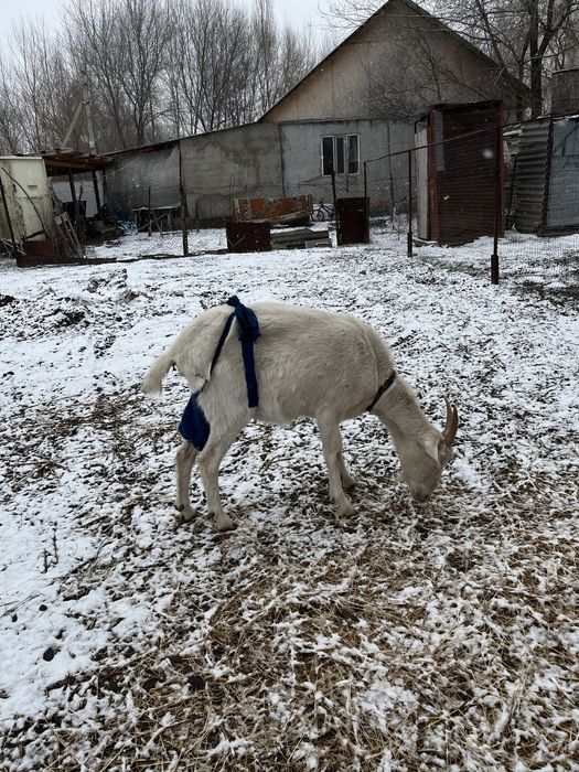 Продам Зааненский козу