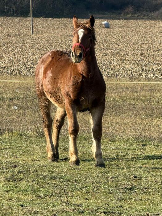 Vând mânză de 8 luni