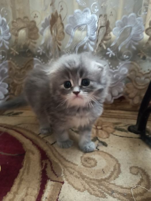 котятки здоровые от правильной вязки