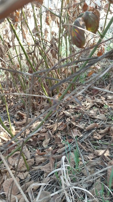 Продаю Саженцы ежемалины