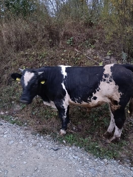 Vând vițel metiș albastru belgian