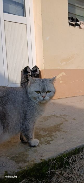 Мушукчалар 4 дона