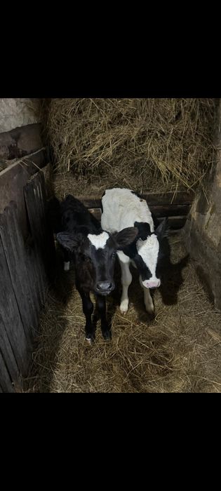 Продам телят бычков и тёлочки