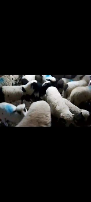 Miei frumosi de vanzare