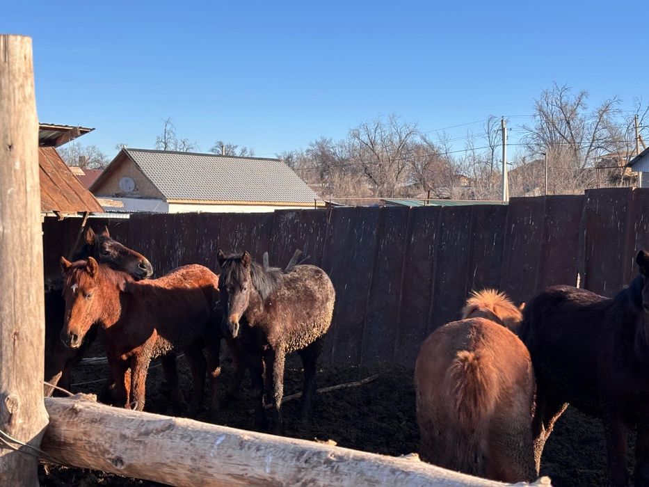 Тайлар сатылады. Семіз.