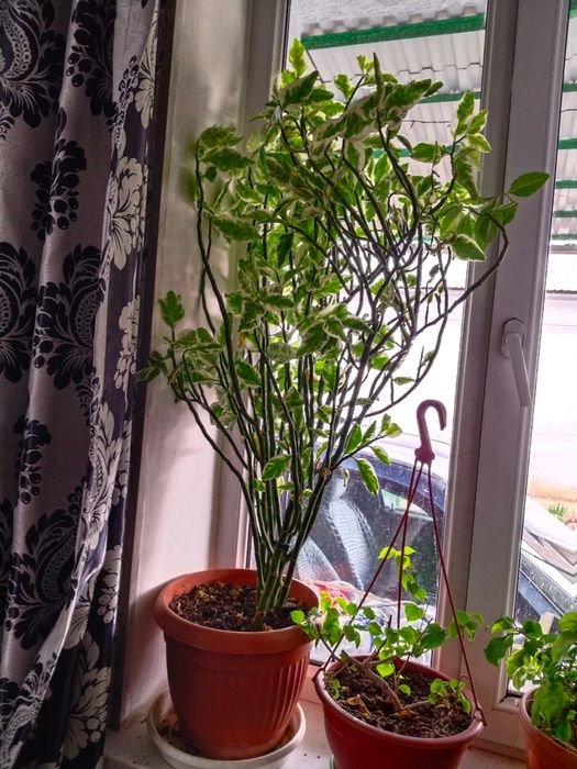 продаются комнатные растения