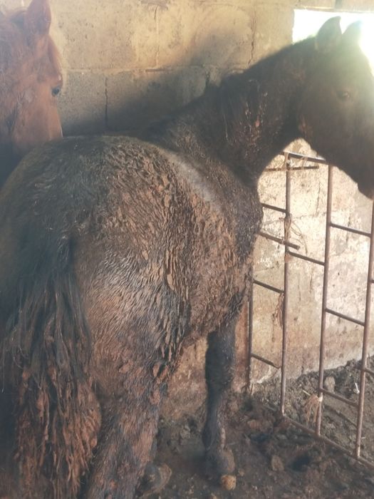 Жабагы сатылды 10 айлык