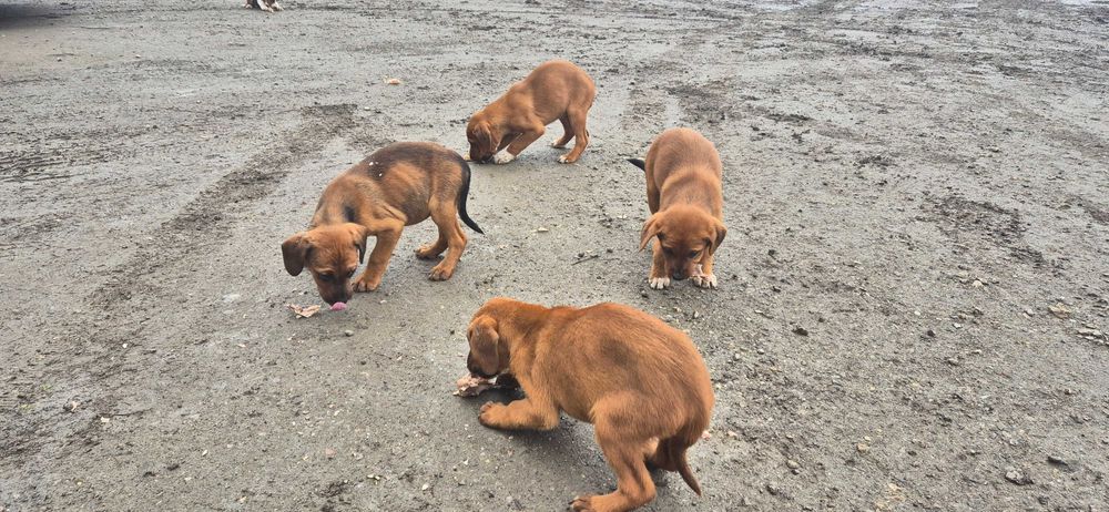 Гончета на 55 дни