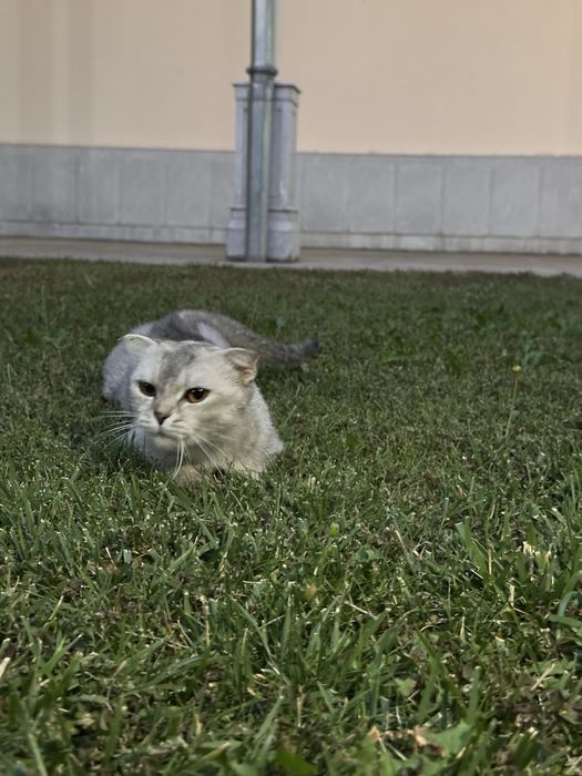 Mushuk scottish fold zotdor