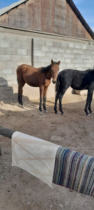 Тайшығарлар сатылады