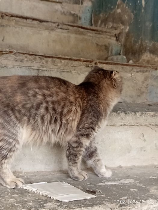 Бесплатно, кошка около 1года