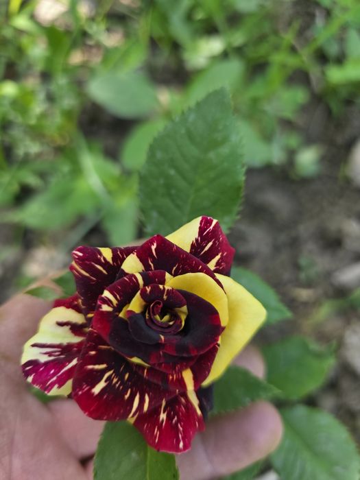 Чайногибрид атиргуллар сотилади