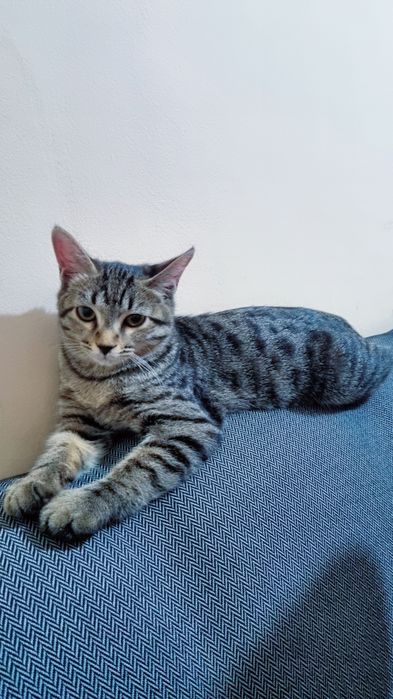 Damashni mushuk tabby silver