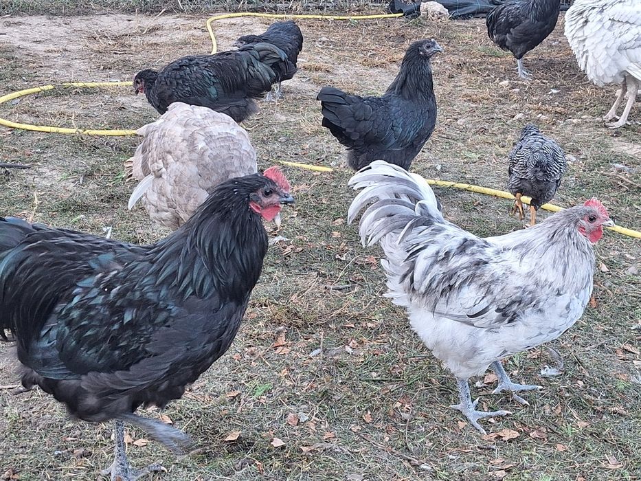 Cocoșei și puicuțe Australorp