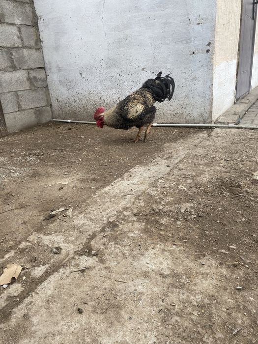 Продам молодого петуха