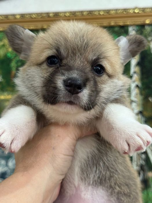 Мальчики и девочки вельш корги