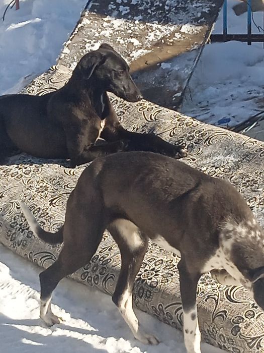 Тазы күшігі бар щенок