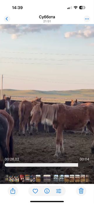 Продам байталы и тайчиков.