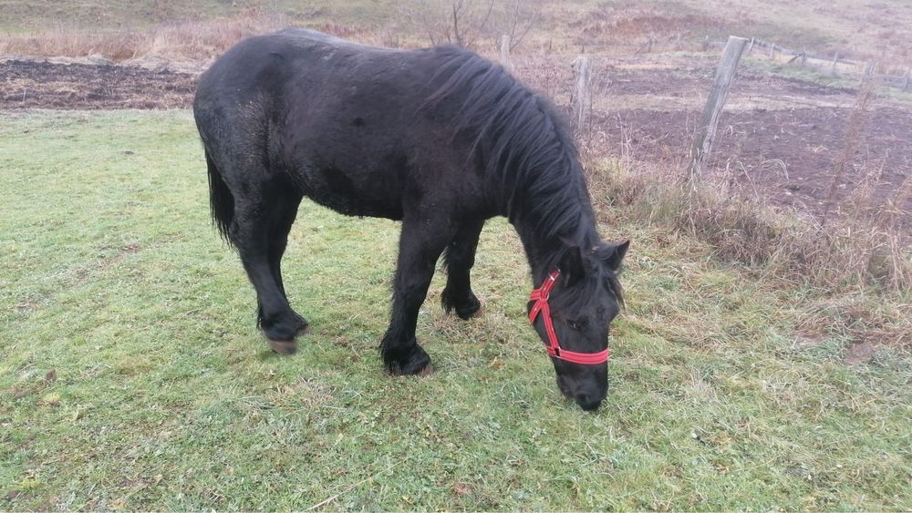 Manza de 1 an vanare