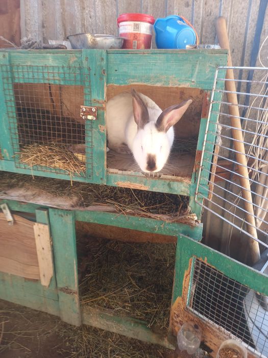 Два крала продамммм