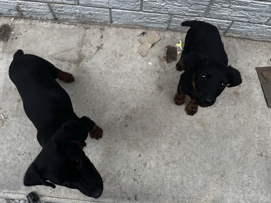 щенки ягдтеррьер