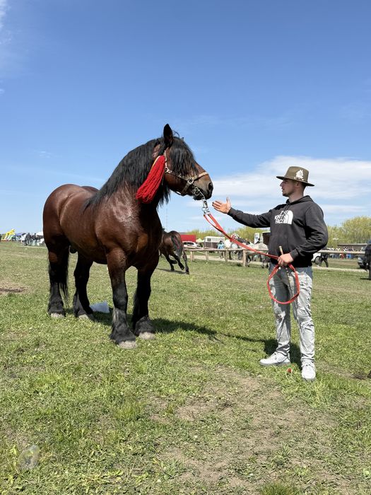 Armăsar de montă