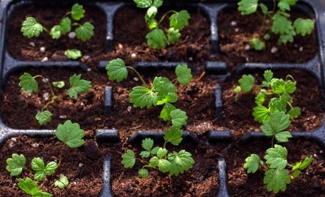 Срочно продам  рассаду клубники