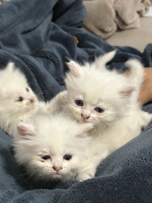 Персийски котенца