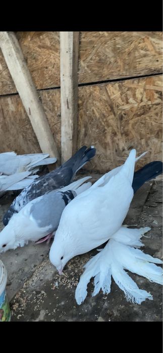 Чернохвост самец