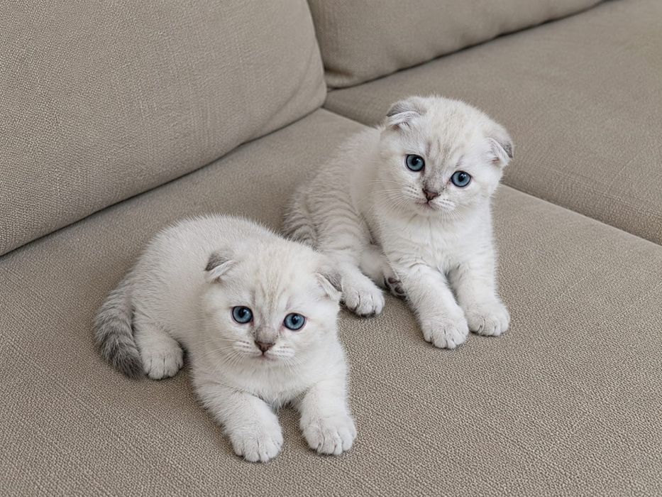 Шотландский котята