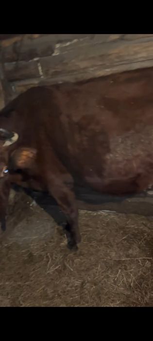 Продам 2 коров с телятами.