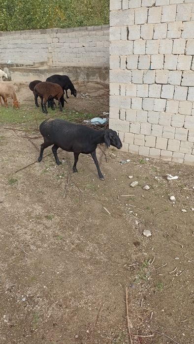 Qoylar sotiladi bugos