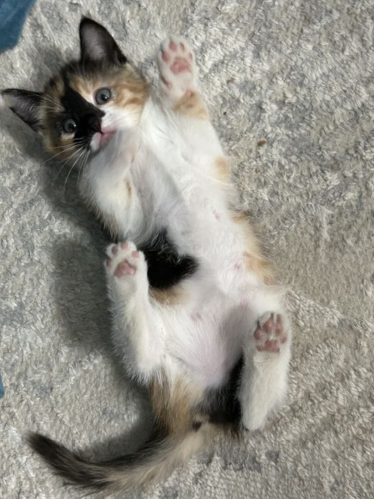 Котенок девочка трехцветная