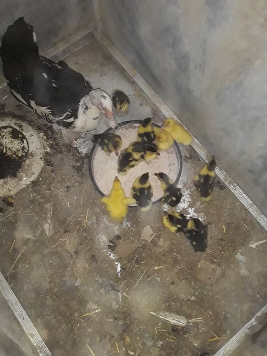 Indushka jo‘jalari bilan sotiladi