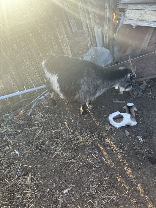 Vand 2 capre si 1 tap